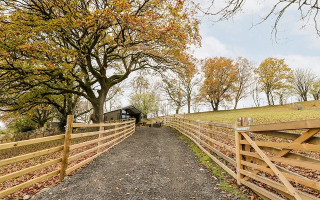 Oak Tree View