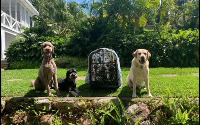 Sapphire Beach Pet Friendly Beach 5 minute walk