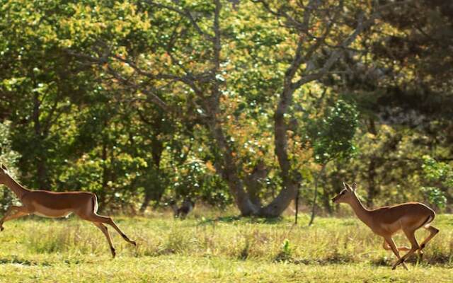 Matusadona Guest Lodge