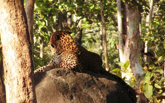 Saccharum Safari Lodge
