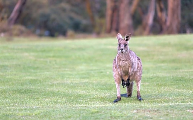 Lake Crackenback Resort & Spa