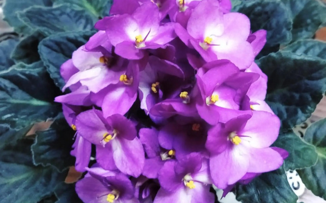 Penzion U Lucerny s malou farmičkou