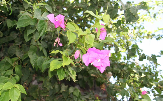 Samson's Village