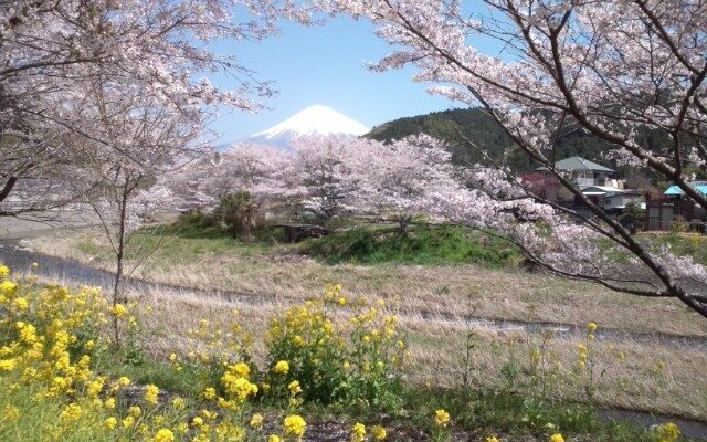 Urijima Onsen Suikouen Sakura