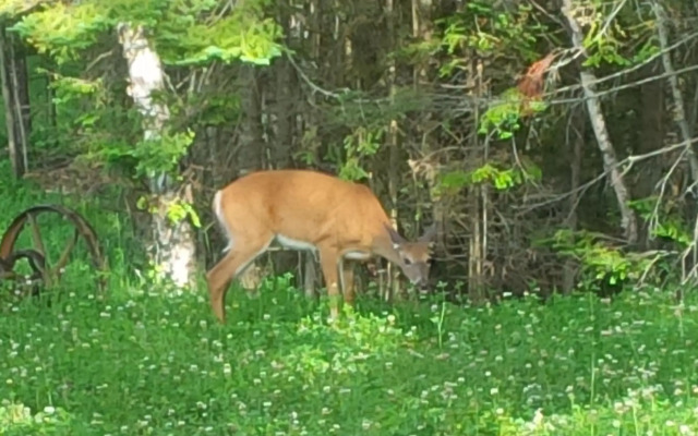 Chalet F116 Mont-Tremblant Nord