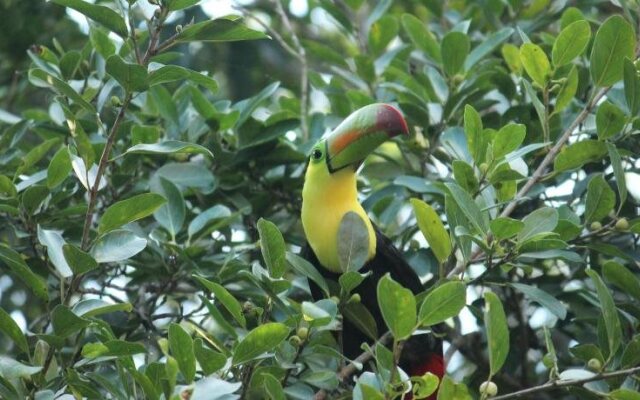 Casa Selva Orquideas