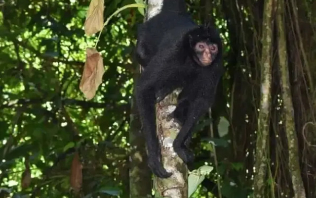 Wimba Jungle Lodge