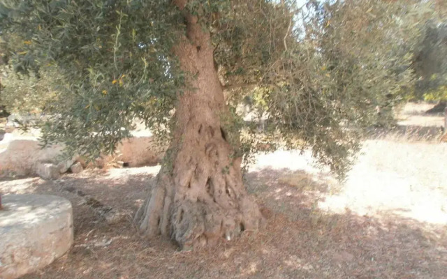Agriturismo Masseria Nuova