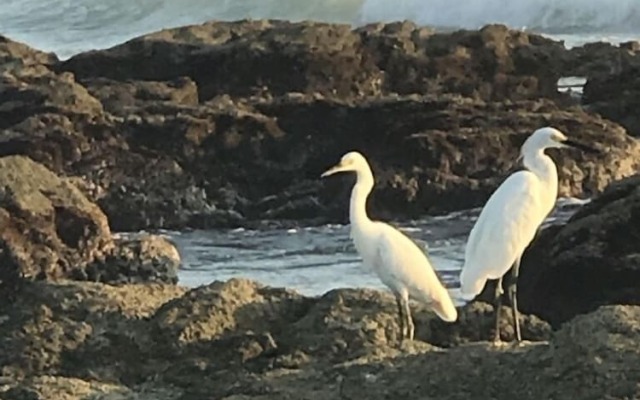 Gallo De Mar