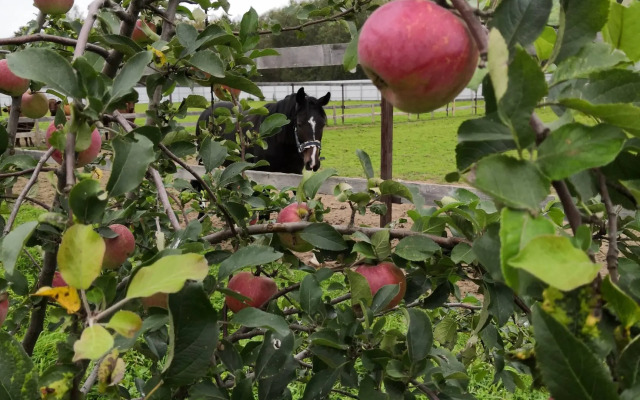 Усадьба Красивая