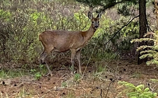 6 Person Holiday Home in Romo