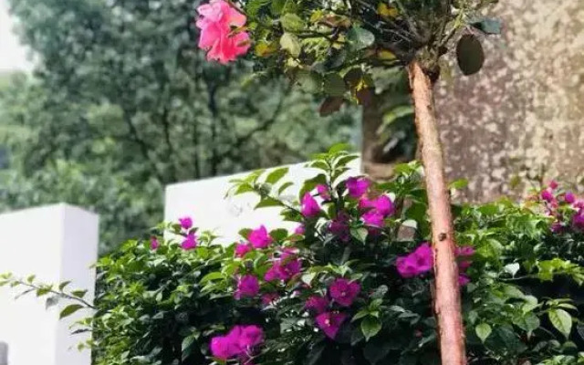 Guiyuan Qiaoju Guesthouse