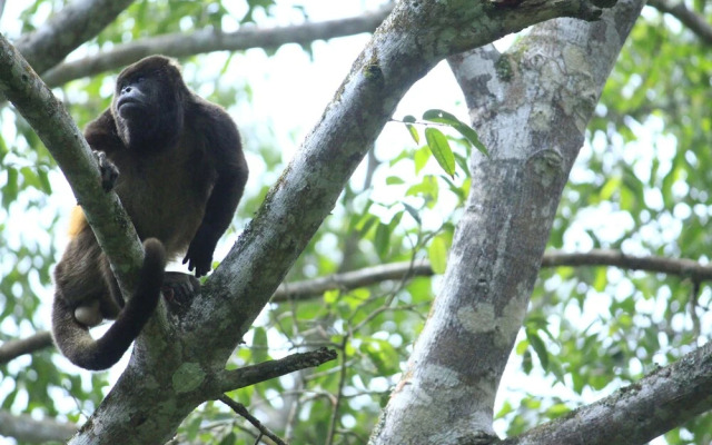 Hotel Casas Sol Sarapiqui
