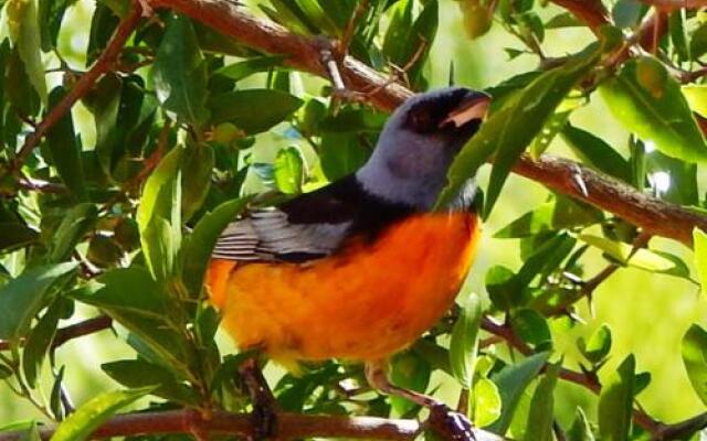 Morada La Silvestre Cabañas