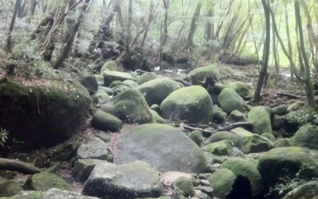 Minshuku Aishuu (Yakushima)