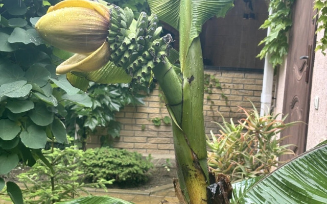 Guest house on Chernomorskaya 15