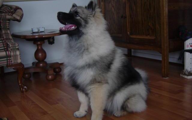 Suncatcher Bed & Breakfast