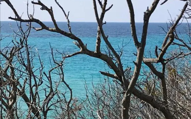 Au pied des oliviers