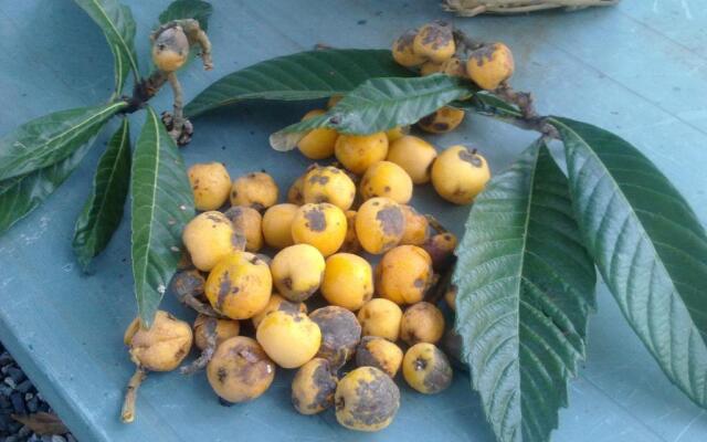 Eco Bed & Breakfast I Due Oleandri