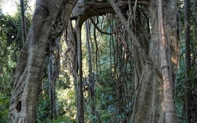 Tailwaggers Rainforest Retreat