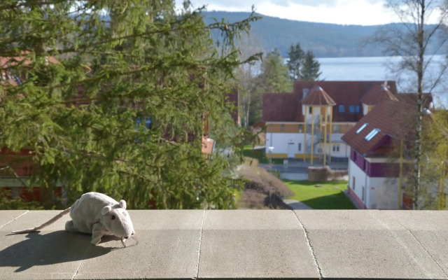 Lipno Riviéra - Myši v botě