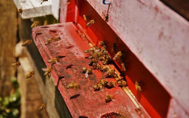Sleeping with the bees Kozjak