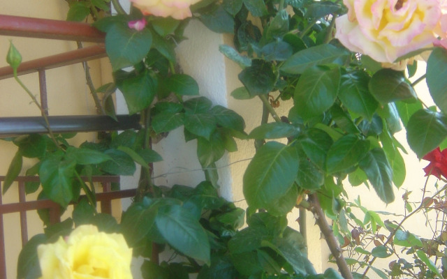 Roda Pearl Resort