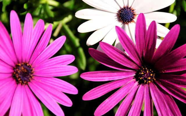 T/House Sandra T007 (Oceano)