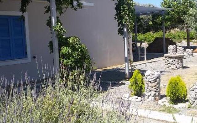 Petradi Studios