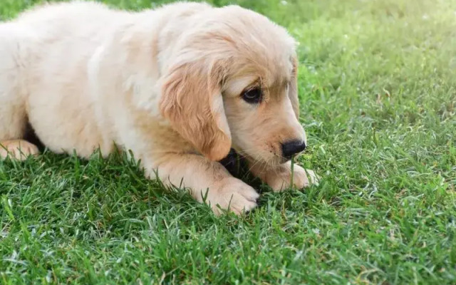 Resort Natur O Grove 3000