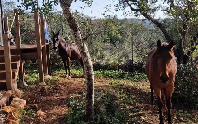 Tiny House & Horses Hébergement Atypique à Loulé