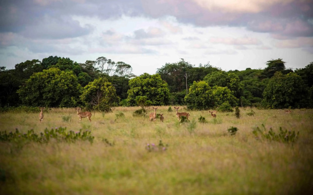 Gooderson Bushlands Game Lodge