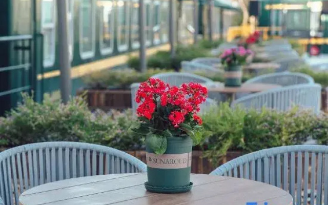 Green Train Leisurely Time