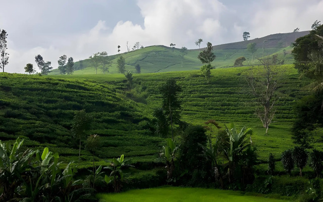 Tea Garden Resort