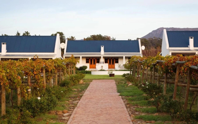 Endless Vineyards at Wildekrans Wine Estate