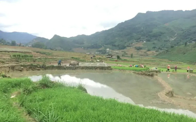 Golden Rice Garden Sapa
