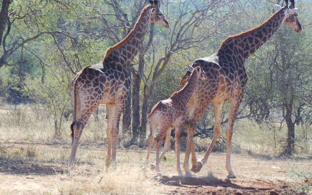 African Rock Lodge