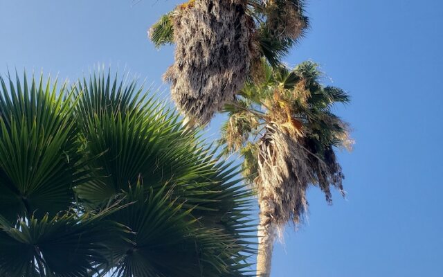 Sea Shell Palms