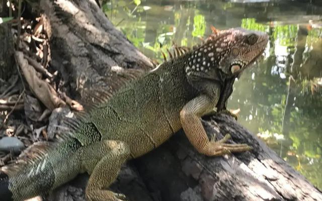 Palapa Hut Hostel & Camping