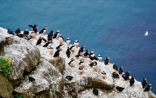 Puffin Palace Guesthouse