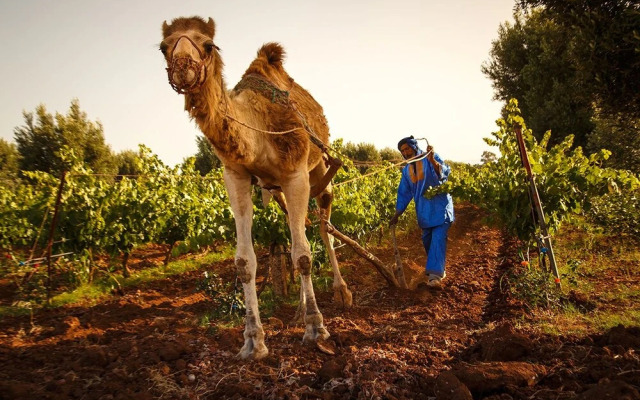 Ryad des Vignes