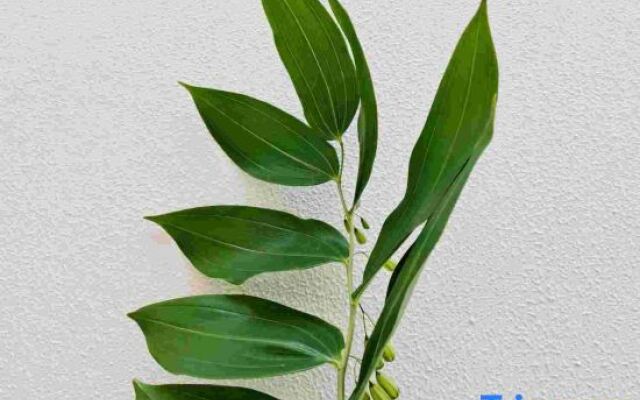 Two mus of Banvilla Tangquan Meisu (SHISHE Store)