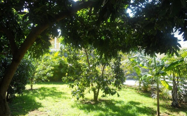 Les Hibiscus de la Rivière