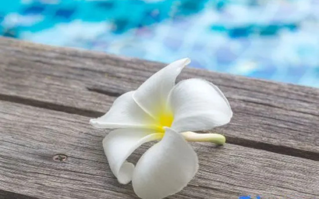 Oho Luxury Pool Access