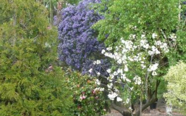 Wisteria Lodge Bed and Breakfast
