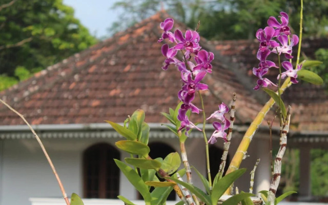 Anns Residency