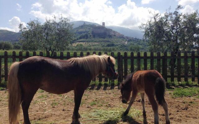 Agriturismo Il Girasole Assisi