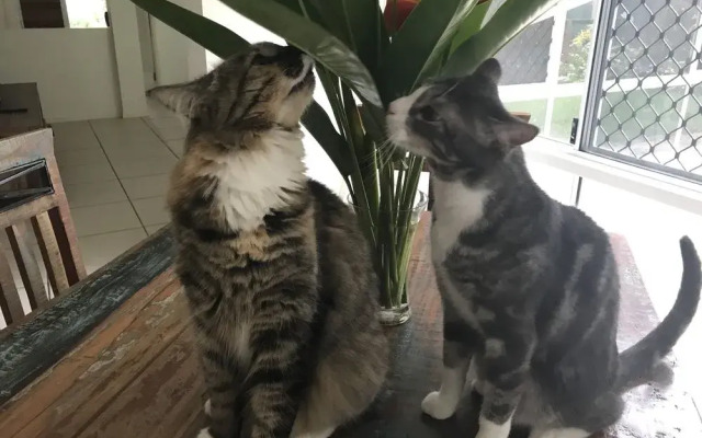 Palm Cove Beach House