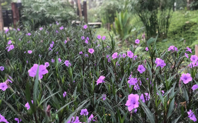 Buraphat Resort