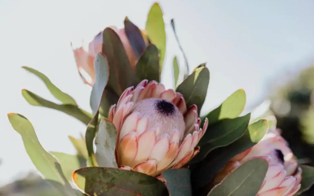 Wombat Mansion - Views - Shack Life at Binalong Bay